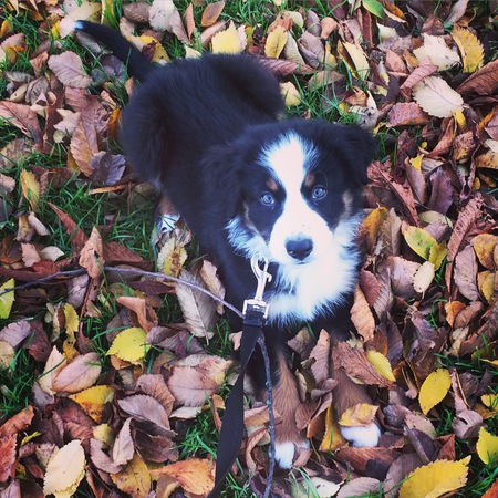 Entry image for Bruce Wayne. Clicking this image will show a larger photo