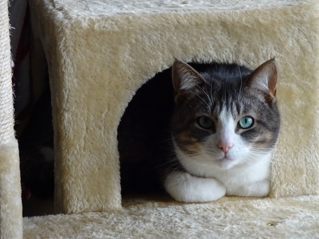 Entry image for Champ. Clicking this image will show a larger photo