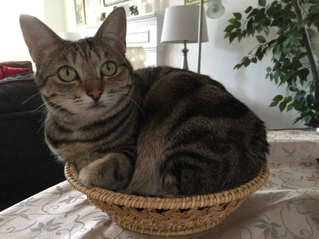 Entry image for Penny. Clicking this image will show a larger photo