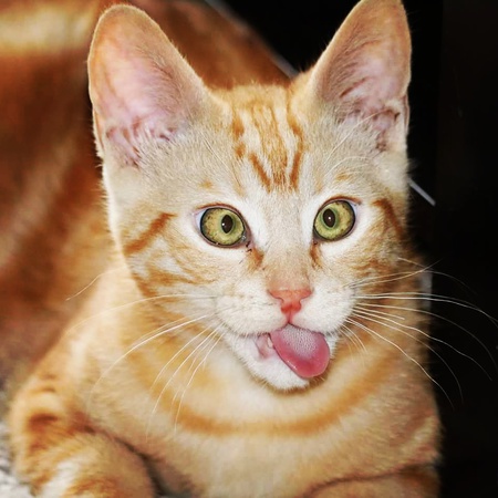 Entry image for Leo. Clicking this image will show a larger photo