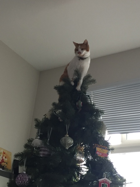 Entry image for Stella . Clicking this image will show a larger photo