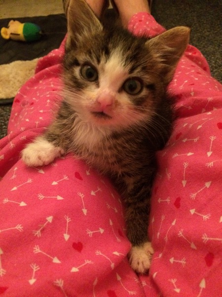 Entry image for Shmoopy . Clicking this image will show a larger photo