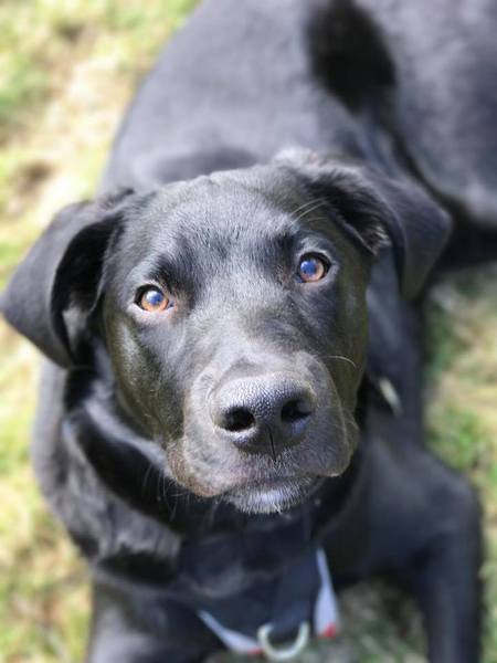 Entry image for Bob. Clicking this image will show a larger photo