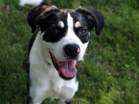 Entry image for finnigan. Clicking this image will show a larger photo