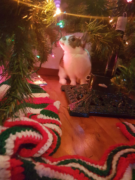 Entry image for Butterscotch. Clicking this image will show a larger photo