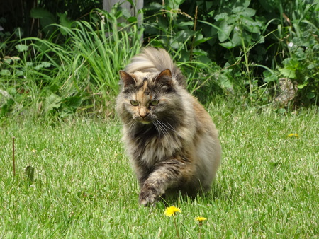 Entry image for Penny. Clicking this image will show a larger photo