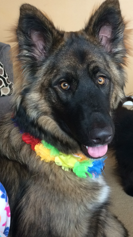 Entry image for Lu Lu. Clicking this image will show a larger photo