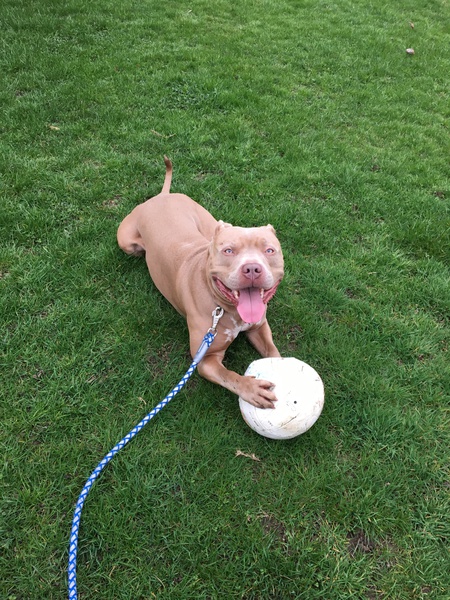 Entry image for Ammo. Clicking this image will show a larger photo