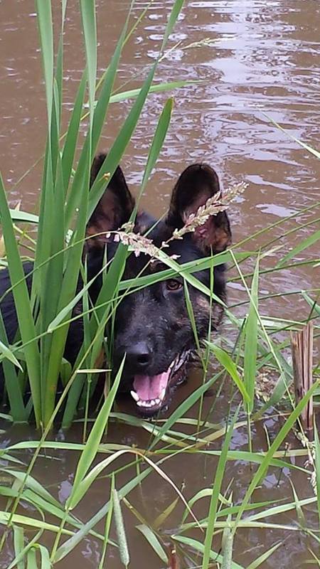 Entry image for Huckleberry. Clicking this image will show a larger photo