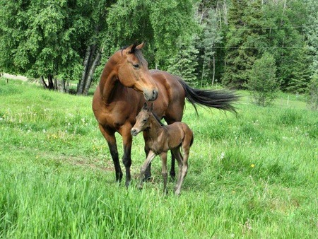 Entry image for Magic & Kip. Clicking this image will show a larger photo