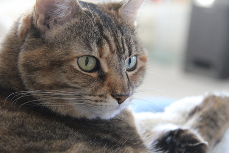 Entry image for Chakai. Clicking this image will show a larger photo