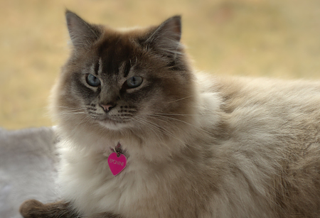 Entry image for Eponine. Clicking this image will show a larger photo