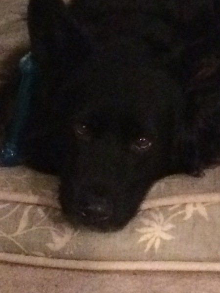 Entry image for Cooper . Clicking this image will show a larger photo