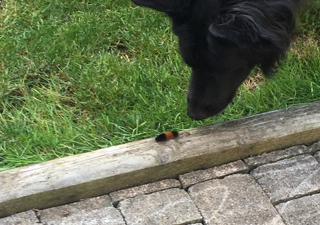 Entry image for Cooper . Clicking this image will show a larger photo