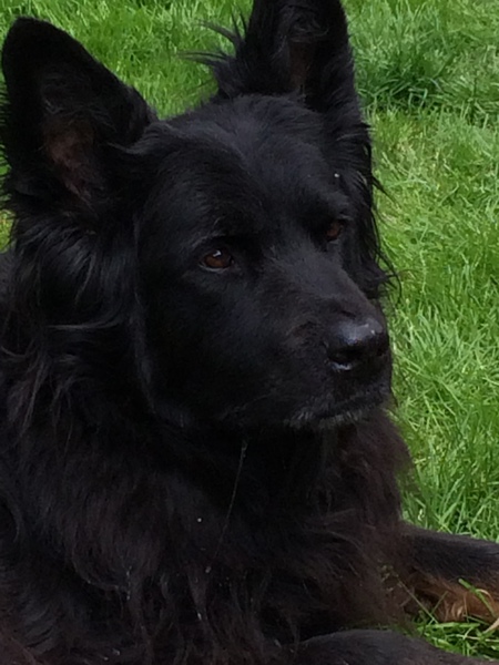 Entry image for Cooper. Clicking this image will show a larger photo