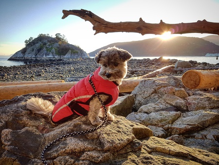 Entry image for Luna. Clicking this image will show a larger photo