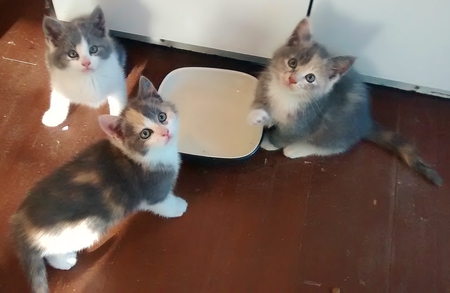 Entry image for Emma Katie and Jackie. Clicking this image will show a larger photo