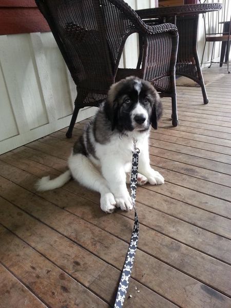 Entry image for Doc. Clicking this image will show a larger photo