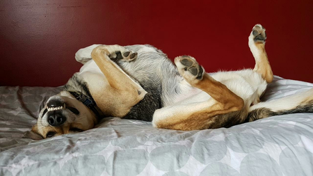 Entry image for Rocky. Clicking this image will show a larger photo