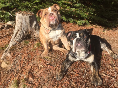 Entry image for Biggie-Biggs & Bear. Clicking this image will show a larger photo