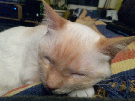 Entry image for Kitty. Clicking this image will show a larger photo