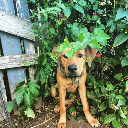 Entry image for Dio . Clicking this image will show a larger photo