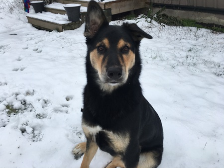 Entry image for Bowser. Clicking this image will show a larger photo