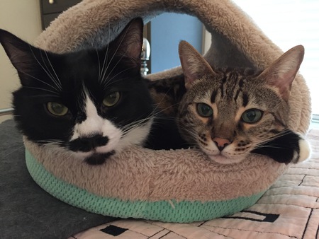 Entry image for Oreo and Cookie. Clicking this image will show a larger photo