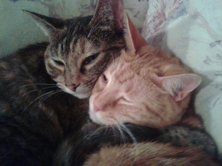 Entry image for TigerLeah + Rusty. Clicking this image will show a larger photo