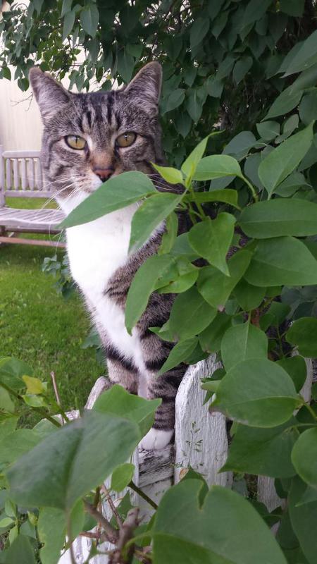 Entry image for Muchka. Clicking this image will show a larger photo