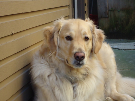 Entry image for Parker. Clicking this image will show a larger photo