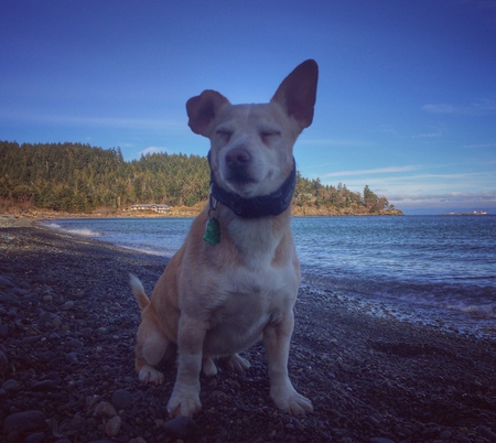 Entry image for Bruno. Clicking this image will show a larger photo