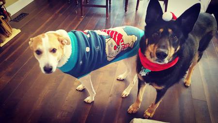 Entry image for Flip & Rufus. Clicking this image will show a larger photo