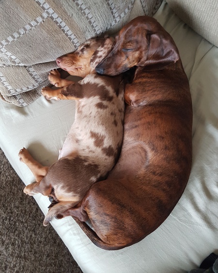 Entry image for Brewster & Milo. Clicking this image will show a larger photo