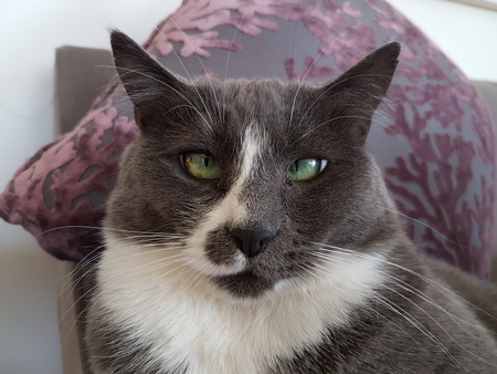 Entry image for Mimzi. Clicking this image will show a larger photo