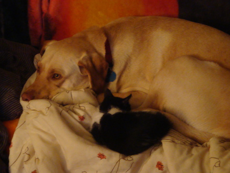 Entry image for Lula. Clicking this image will show a larger photo