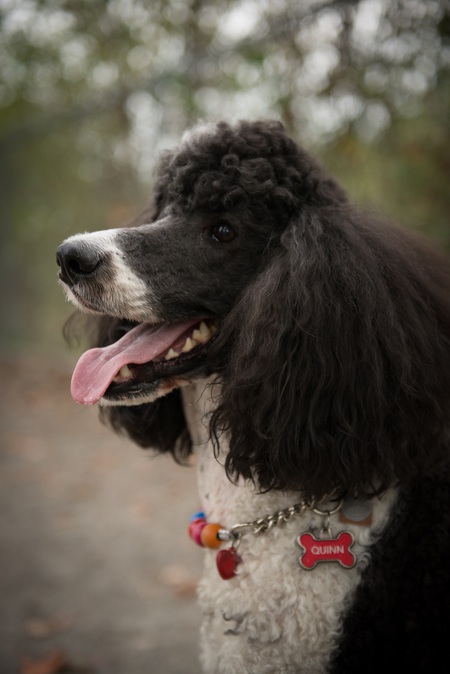 Entry image for Quinn. Clicking this image will show a larger photo