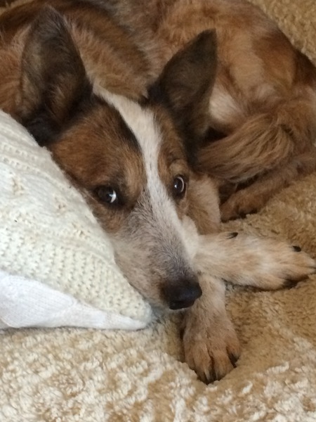 Entry image for Isabella. Clicking this image will show a larger photo