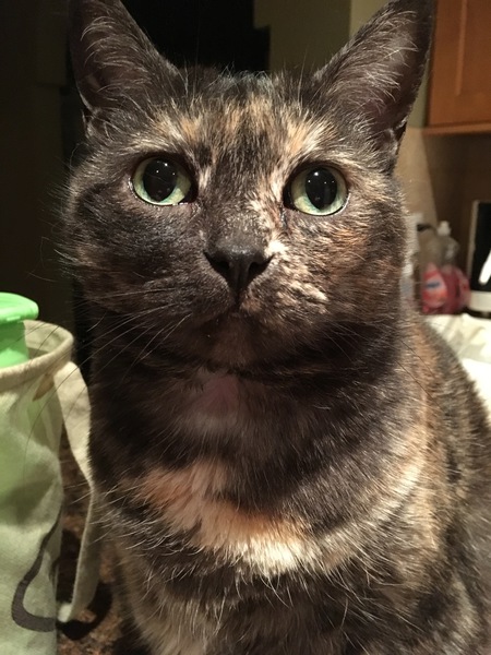 Entry image for Camira. Clicking this image will show a larger photo