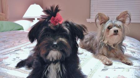 Entry image for Kiki & Chloe. Clicking this image will show a larger photo