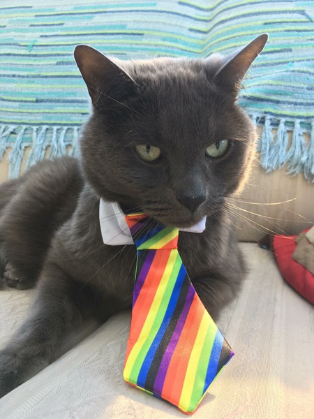 Entry image for Cheemo . Clicking this image will show a larger photo