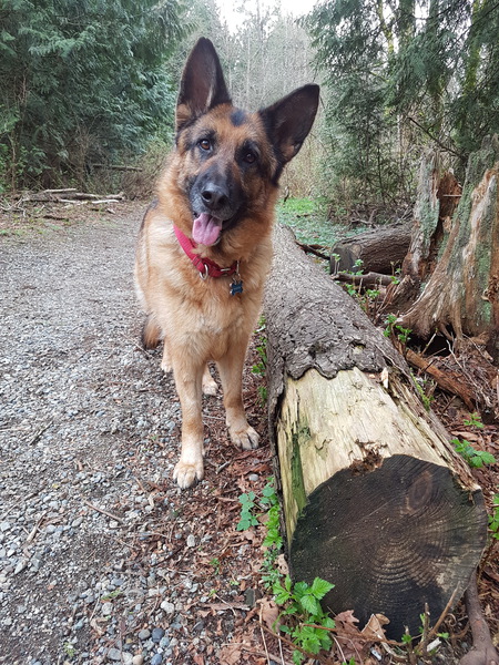 Entry image for Shadow. Clicking this image will show a larger photo