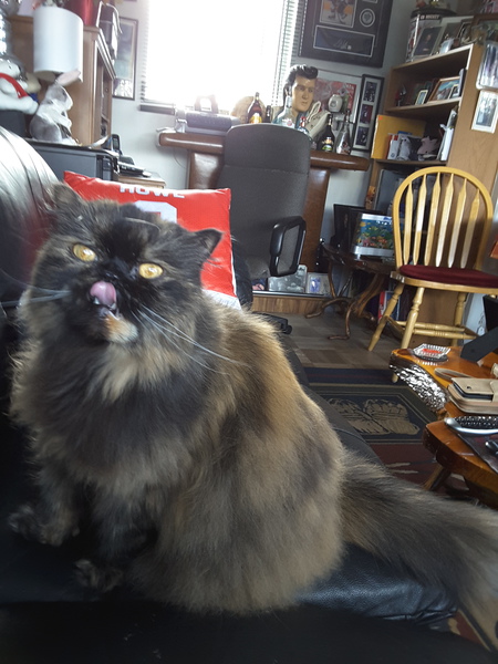 Entry image for Sheba. Clicking this image will show a larger photo