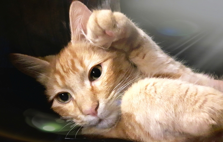 Entry image for Simba. Clicking this image will show a larger photo