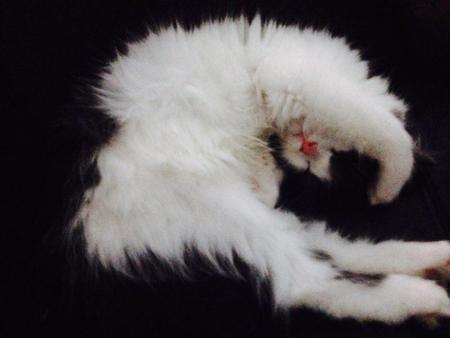 Entry image for Molly. Clicking this image will show a larger photo