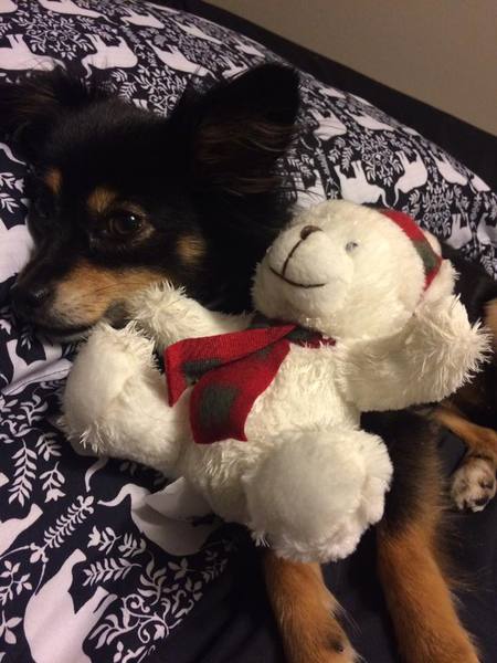 Entry image for Shyla. Clicking this image will show a larger photo