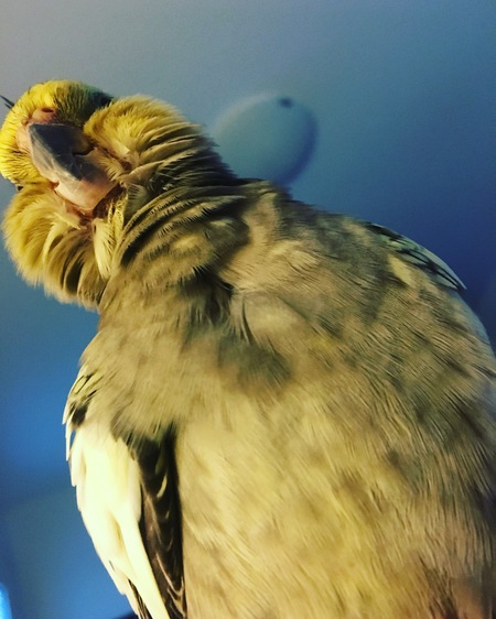 Entry image for Zoé. Clicking this image will show a larger photo