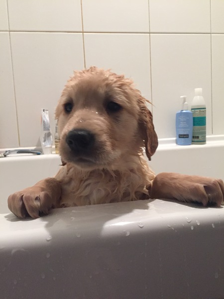 Entry image for Debbie. Clicking this image will show a larger photo