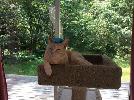 Entry image for Foster. Clicking this image will show a larger photo