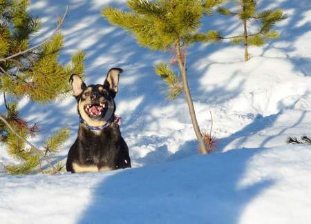 Entry image for Tanner. Clicking this image will show a larger photo